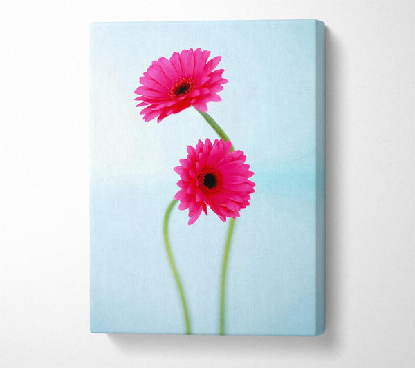 Cerise Daisy Duo On Blue