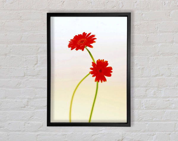 Twin Red Daisies