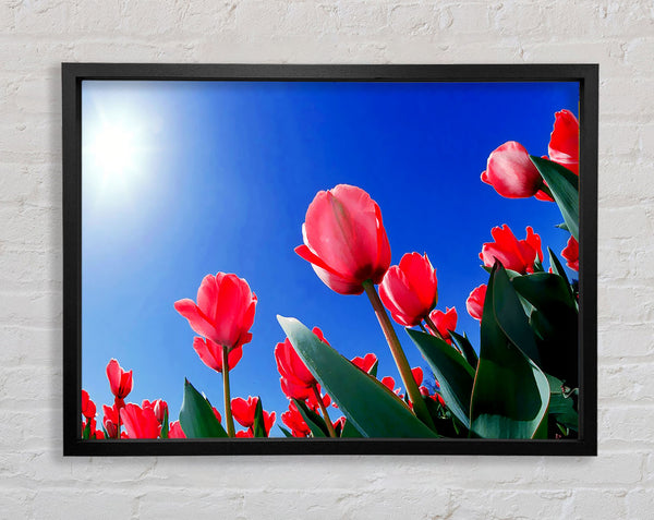 Pink Tulips In The Blazing Sun