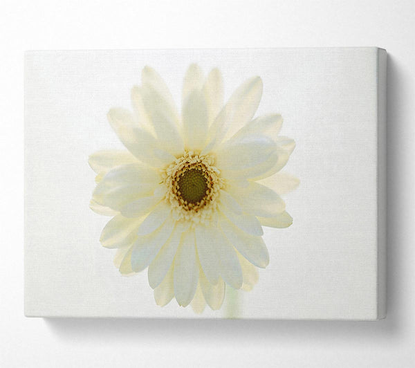 White On White Daisy Face