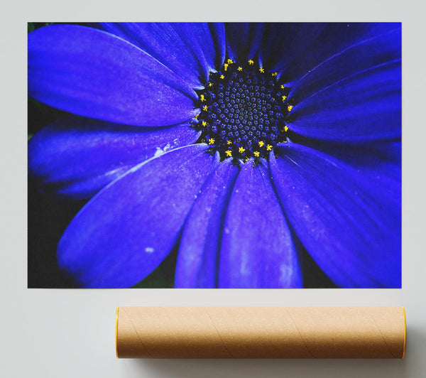 Electric Blue Petals