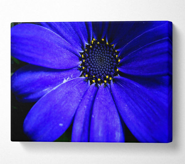 Electric Blue Petals