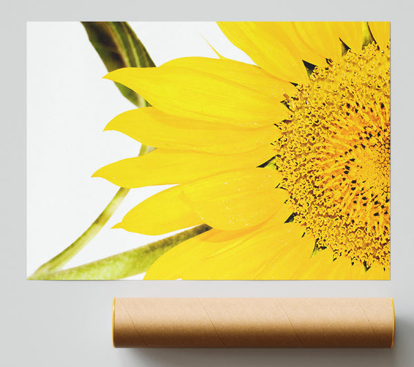 Close-Up Petal Sunflower