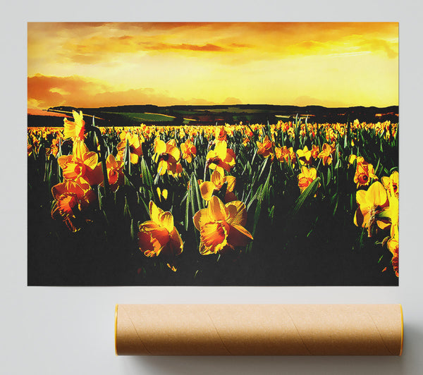 Field Of Golden Daffodils