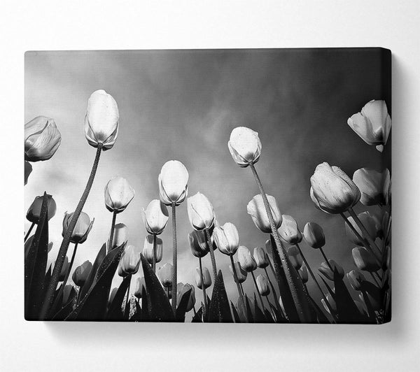 Black And White Tulip Skys