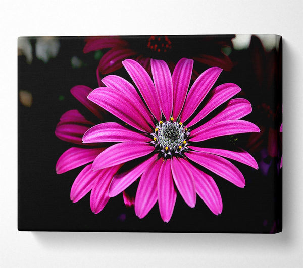 Cerise Daisy Petals