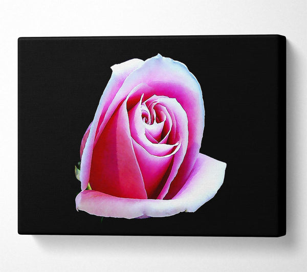 Pink Rose On Black