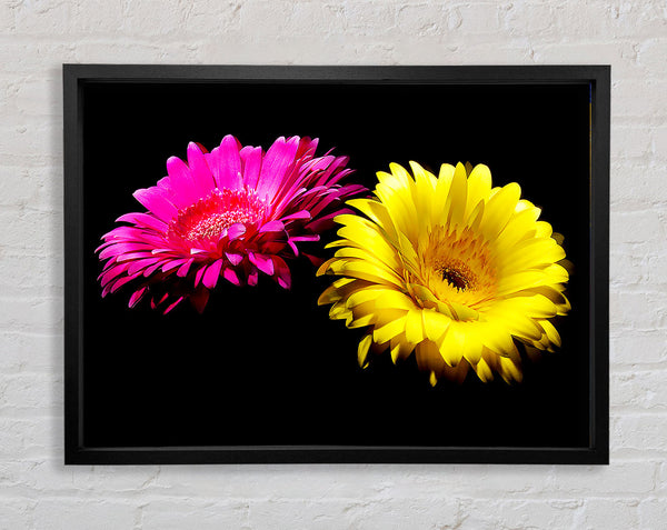 Pink And Yellow Gerbera Delight