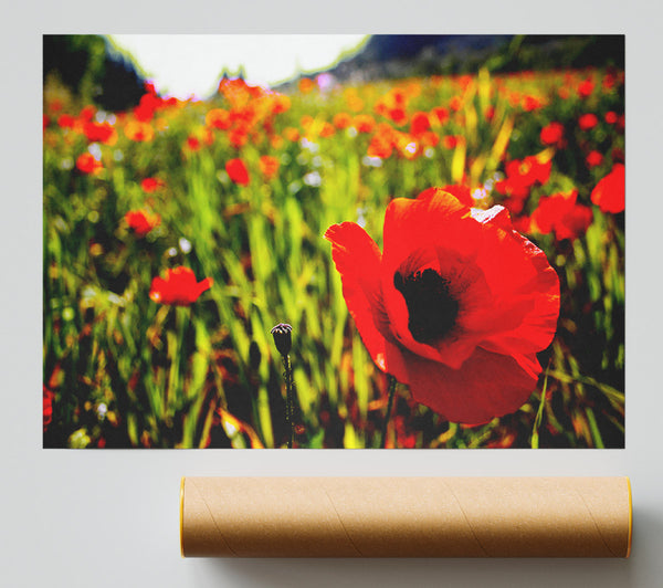 Red Poppy Fields In Golden Sunlight