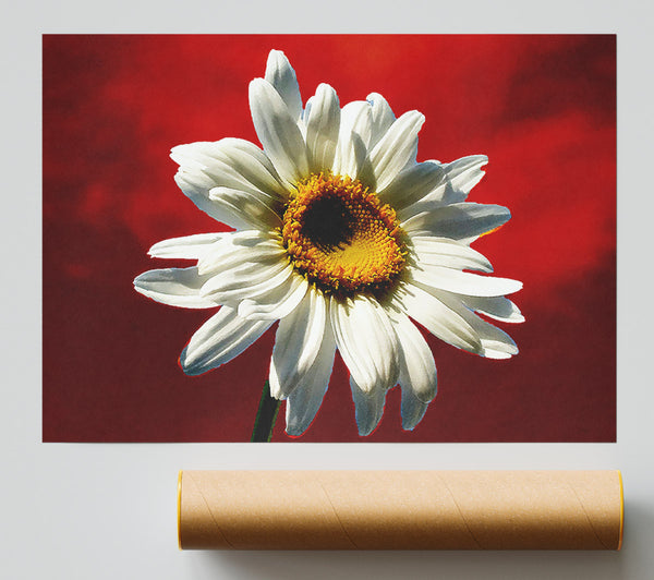 White Daisy On Red