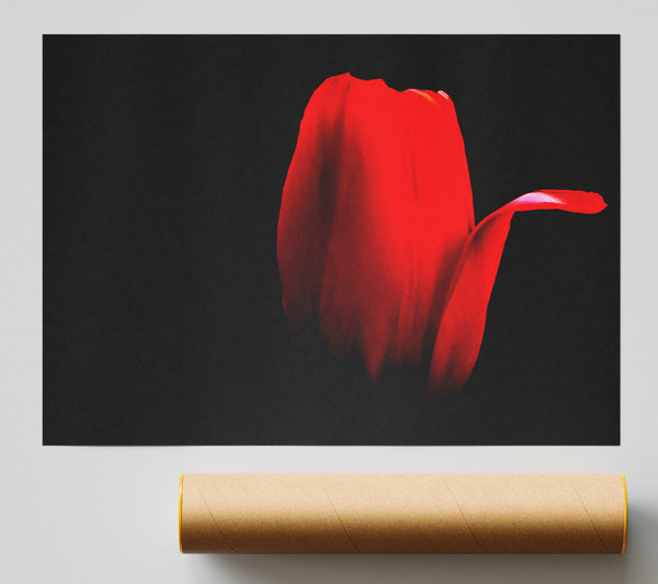 Fire Red Tulip Petal