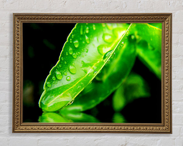 Green Leaf Reflection