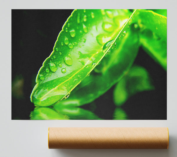 Green Leaf Reflection