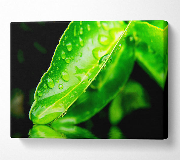 Green Leaf Reflection