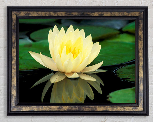 Yellow Water Lily Reflection