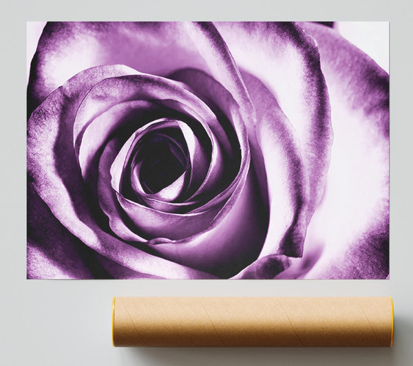 Purple Rose Delight