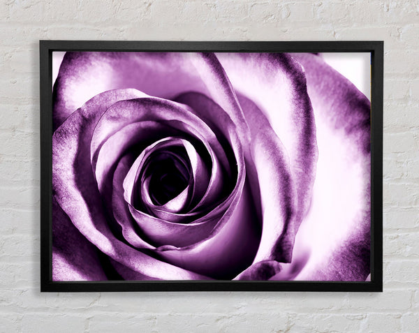 Purple Rose Delight