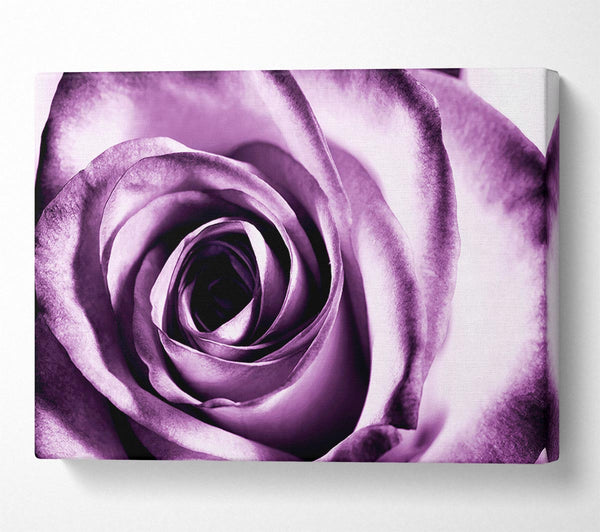 Purple Rose Delight