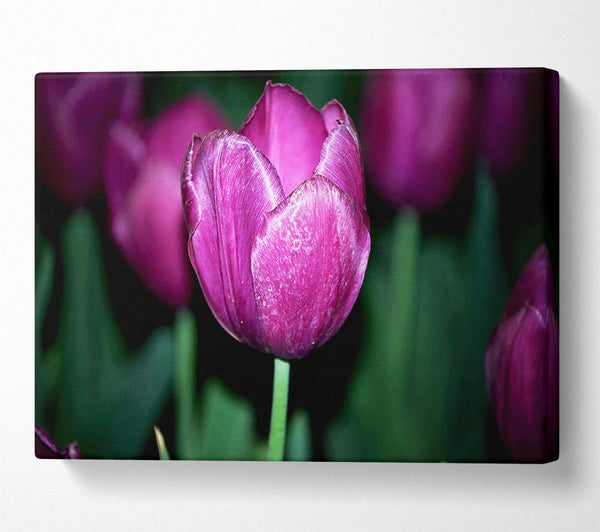 Purple Night Tulip