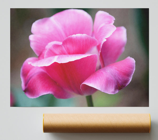 Pink Ruffle Petals