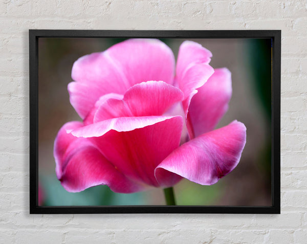 Pink Ruffle Petals