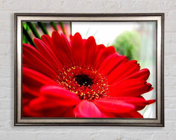 Cerise Gerbera Beauty