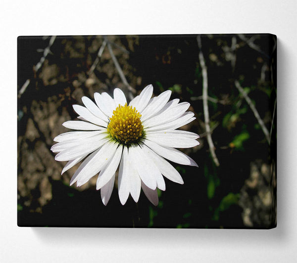 White Single Daisy Head