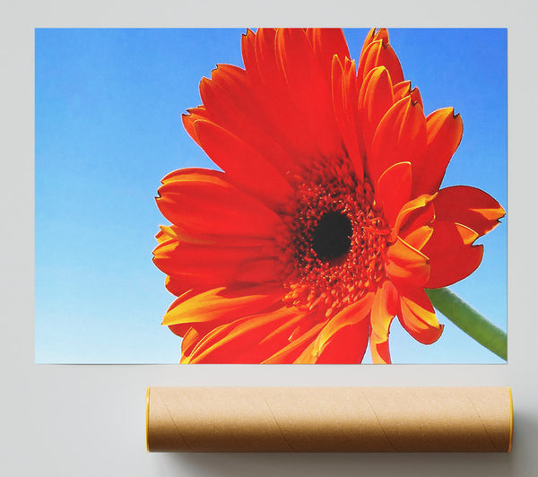 Orange Gerbera Skies