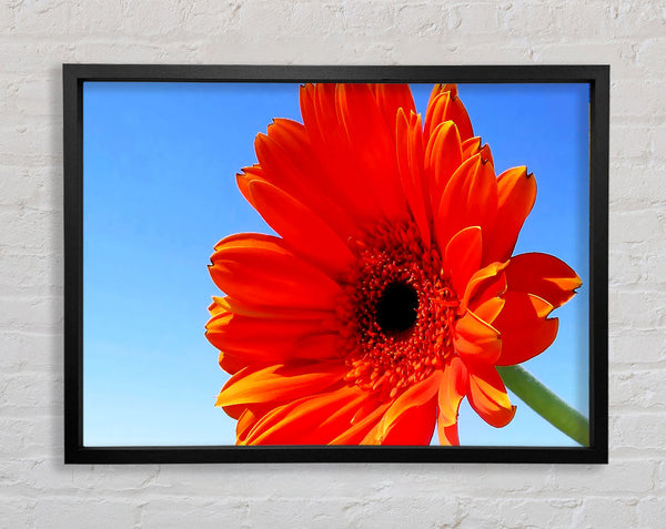 Orange Gerbera Skies