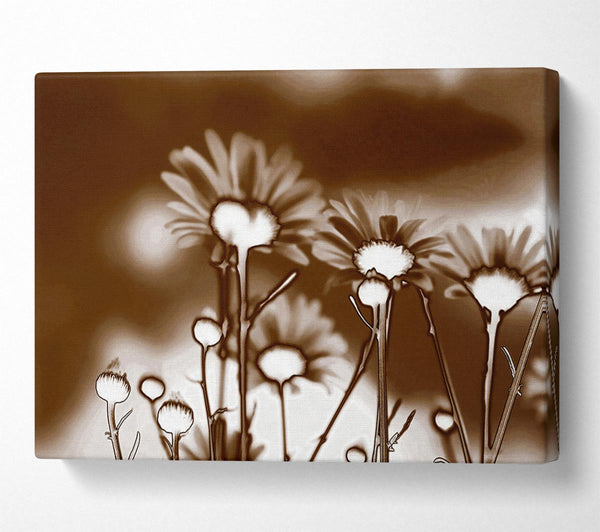 X-Ray Daisys Brown