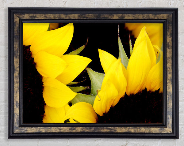 Yellow Sunflower Twins Close-Up