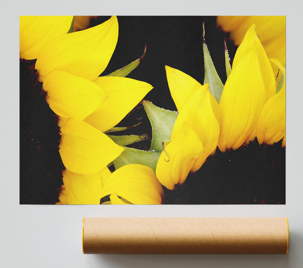 Yellow Sunflower Twins Close-Up