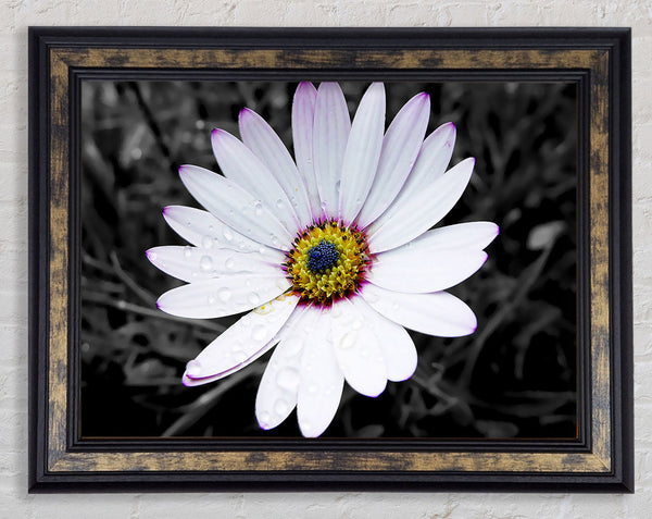 White Daisy On B n W