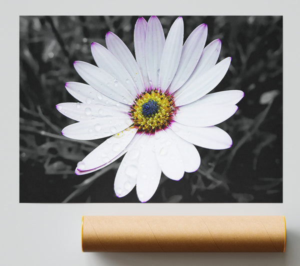 White Daisy On B N W