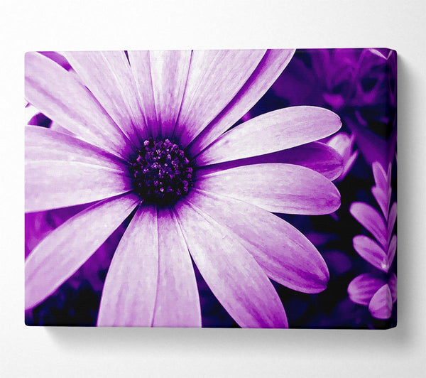 Purple Daisy Petals