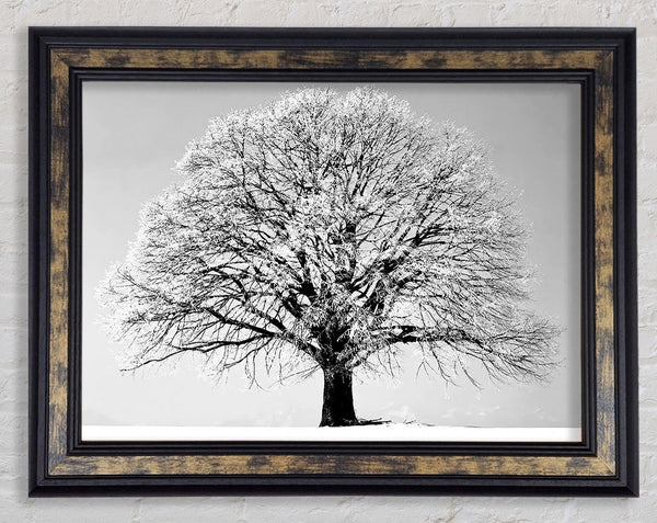 Winter Tree B n W