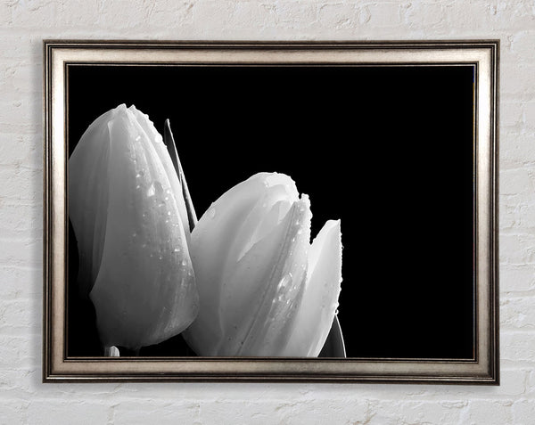 Black And White Tulip Beautys