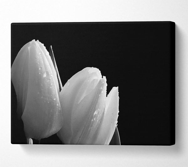 Black And White Tulip Beautys