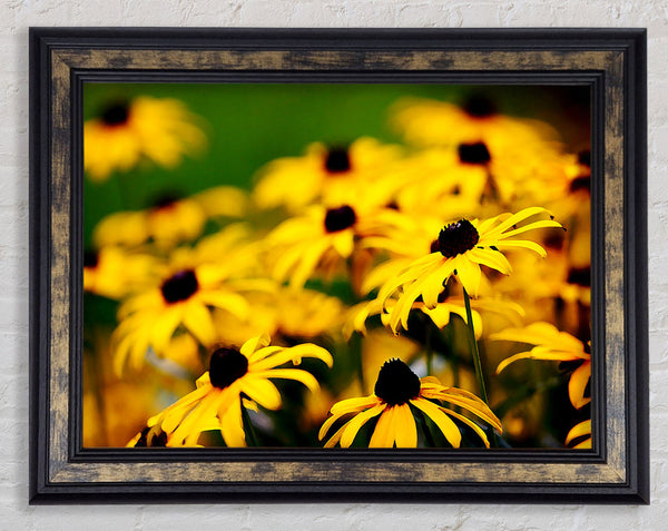 Yellow Daisy Pom Poms