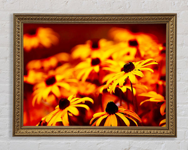 Daisies In Golden Sunlight