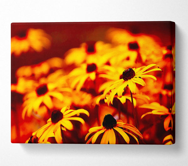 Daisies In Golden Sunlight