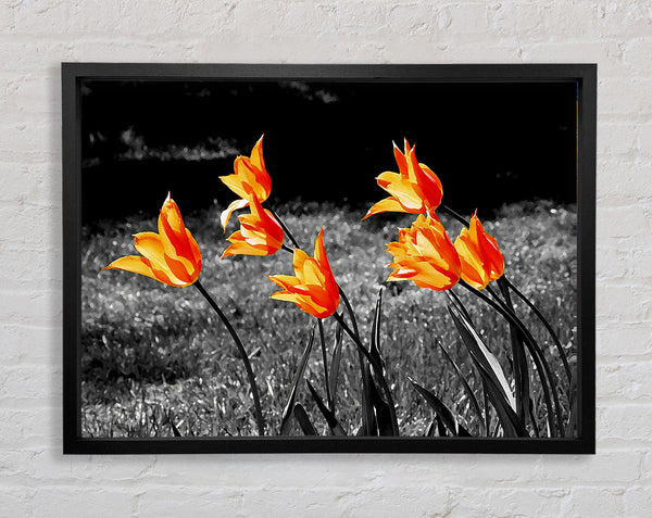 Orange Tulips On B n W