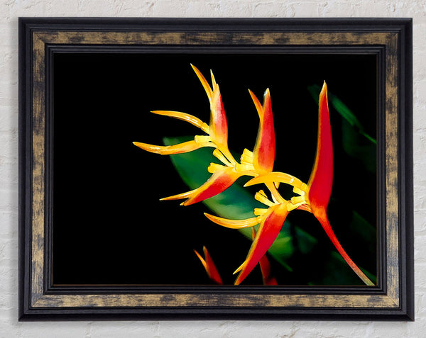 Bird Of Paradise In Sunlight