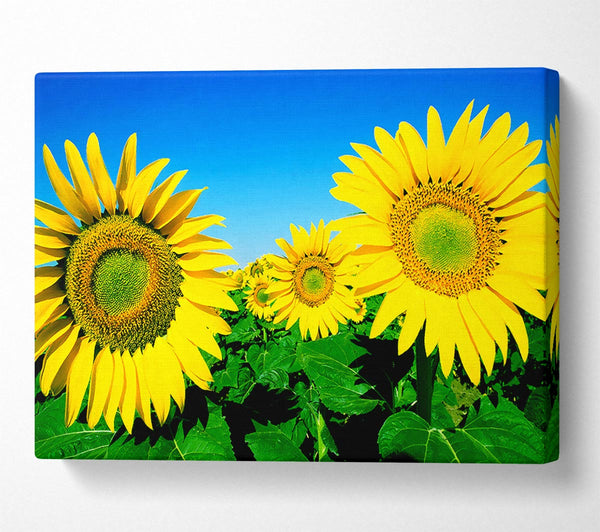 Huge Sunflower Heads In The Blue Cloudless Sky