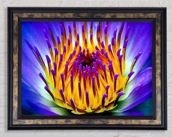 Vibrant Purple Water Lily