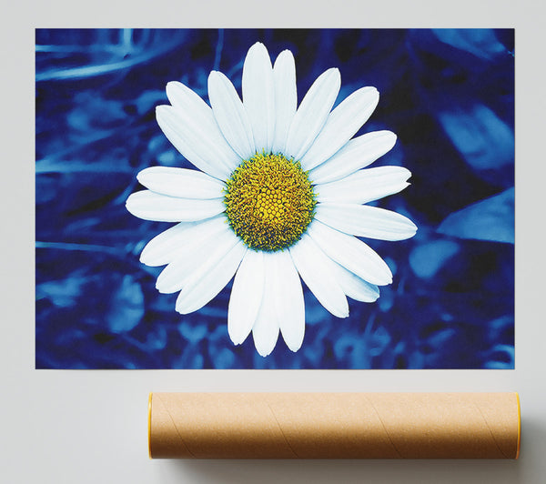 White Daisy Face On Blue