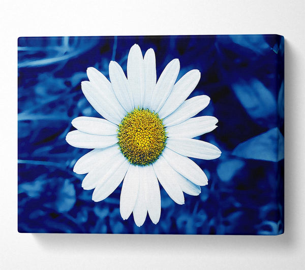 White Daisy Face On Blue