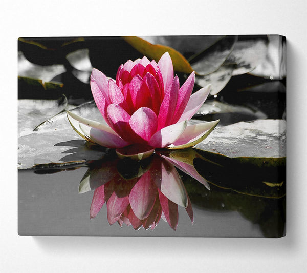 Pink Water Lily Reflections B n W