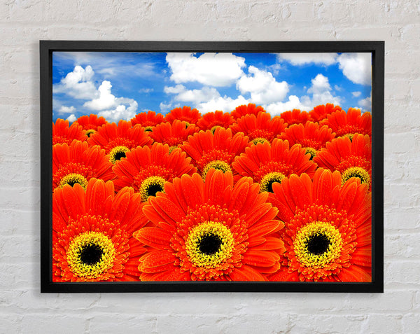 Orange Gerbera Heaven