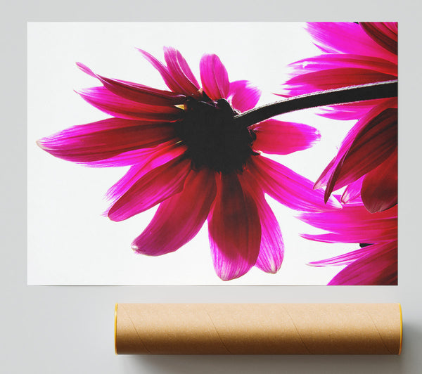 Stunning Pink Petals Bathed In Light